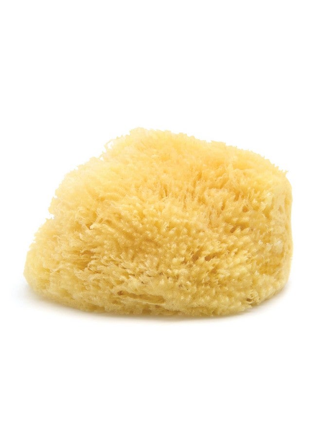 Neptune Caribbean Sea Sponge Approx. 8  - Image 1