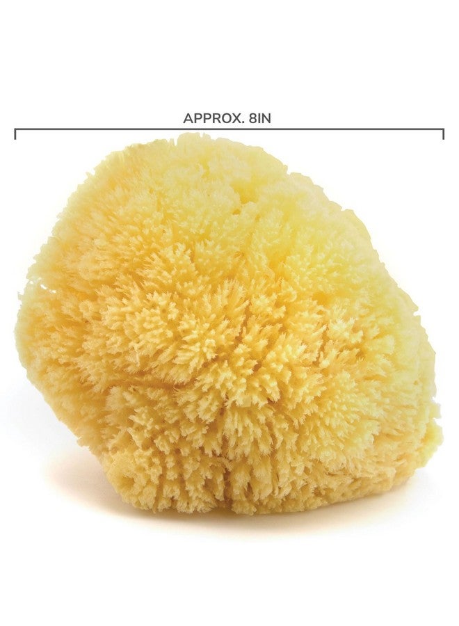 Neptune Caribbean Sea Sponge Approx. 8  - Image 2