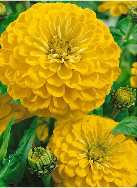 Pack of 3 Zinnia canary bird Seeds For Planting Outdoor ,Heirloom Non-GMO 90% Germination, Open Pollinated, Wonderful Gardening Gifts