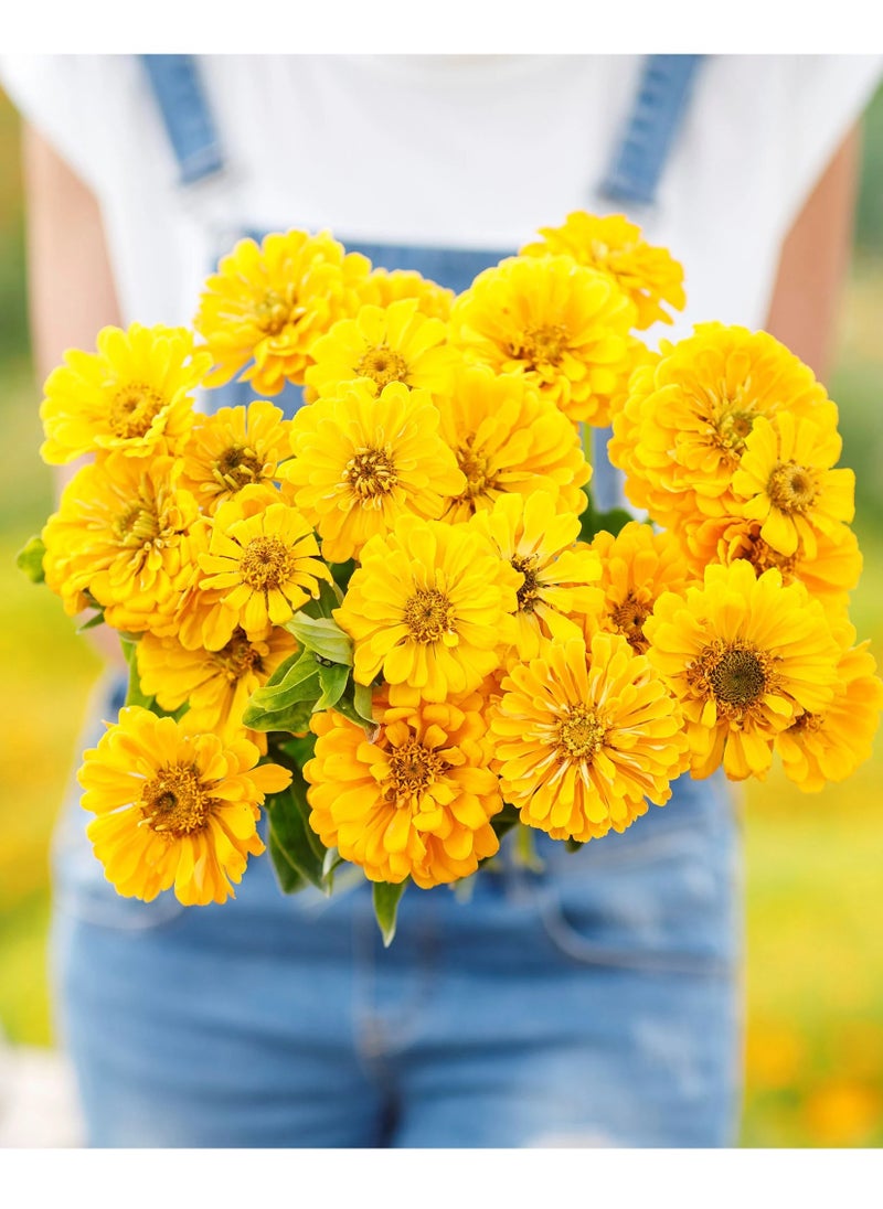 Pack of 3 Zinnia canary bird Seeds For Planting Outdoor ,Heirloom Non-GMO 90% Germination, Open Pollinated, Wonderful Gardening Gifts