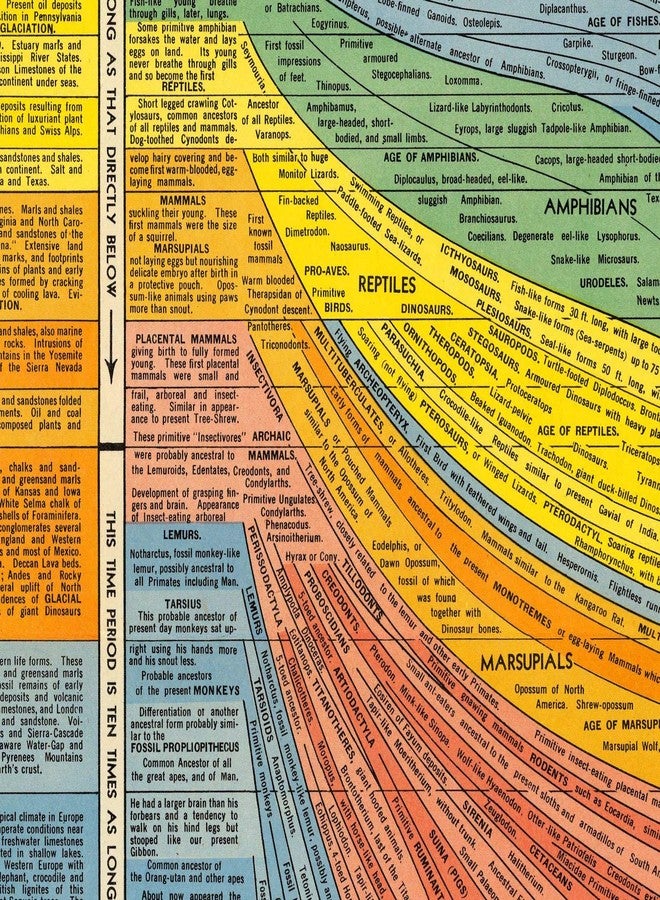 ArtCantHurtU HISTOMAP OF EVOLUTION- which talks about human evolution from a cell to apes to humans (era of evolution. paleontology) (23"x62") - Image 2