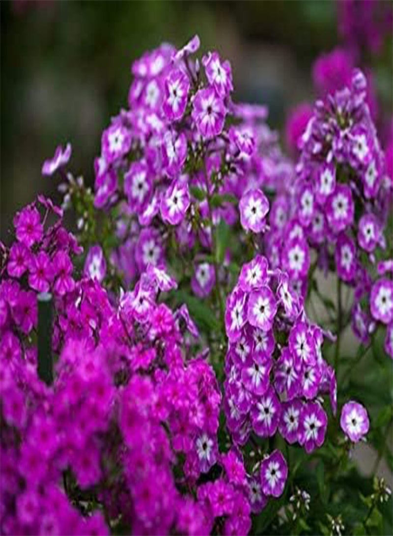 GGOOT seeds Fresh Phlox Drummondi Flower Seeds 100 Pcs for Planting Purple Mix