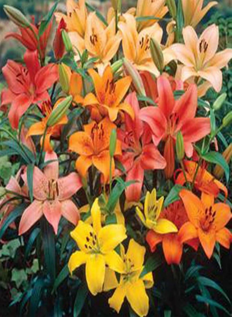Plant Seed 1 Bag Seeds High Yield Productive Prolific Non GMO Alstroemeria Aurea Seeds for Garden - Seeds