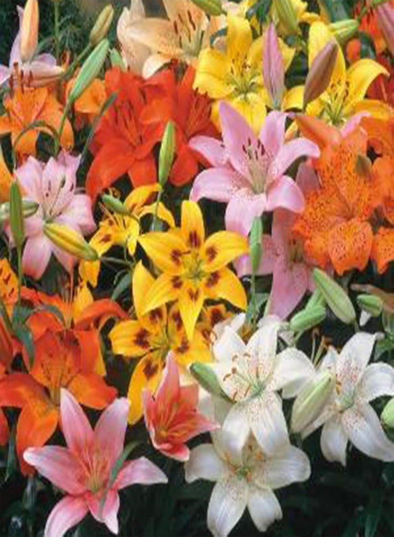 Plant Seed 1 Bag Seeds High Yield Productive Prolific Non GMO Alstroemeria Aurea Seeds for Garden - Seeds