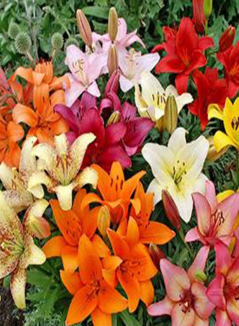 Plant Seed 1 Bag Seeds High Yield Productive Prolific Non GMO Alstroemeria Aurea Seeds for Garden - Seeds