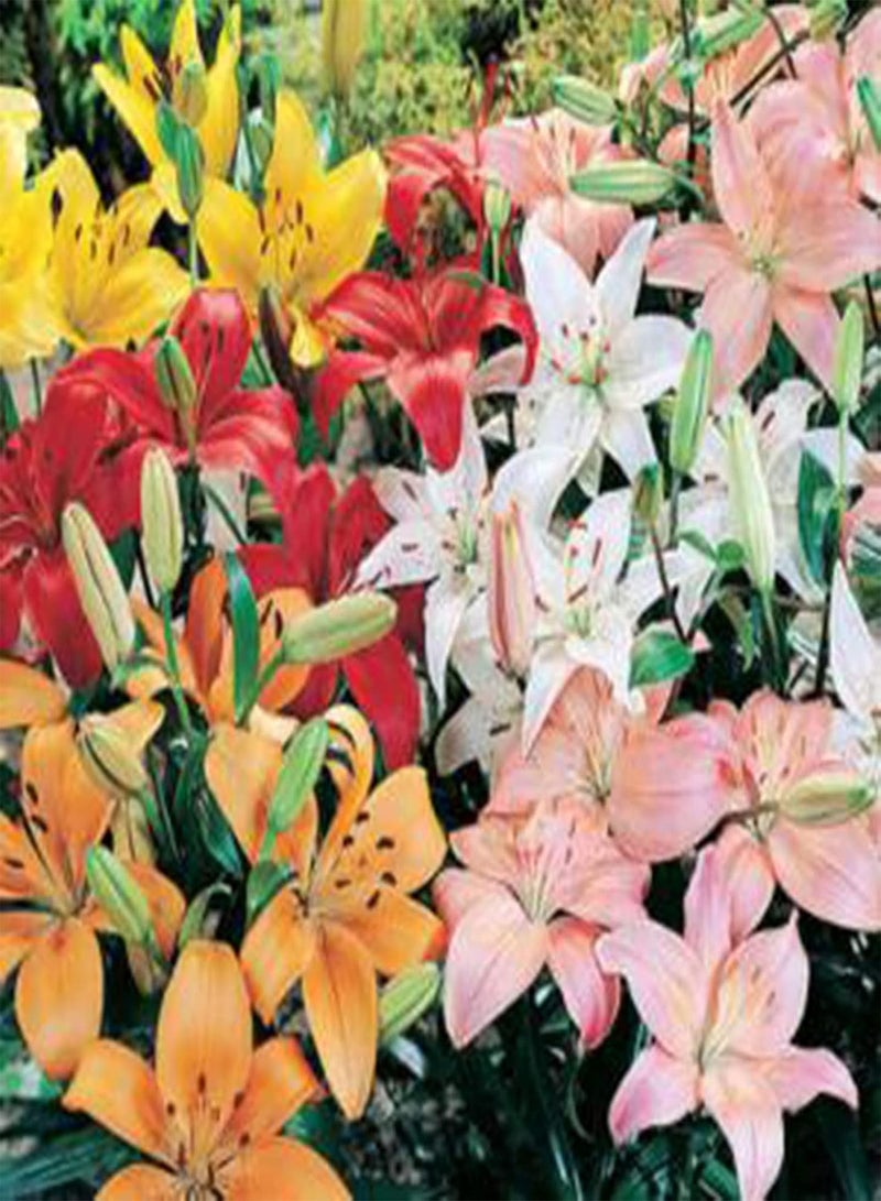 Plant Seed 1 Bag Seeds High Yield Productive Prolific Non GMO Alstroemeria Aurea Seeds for Garden - Seeds