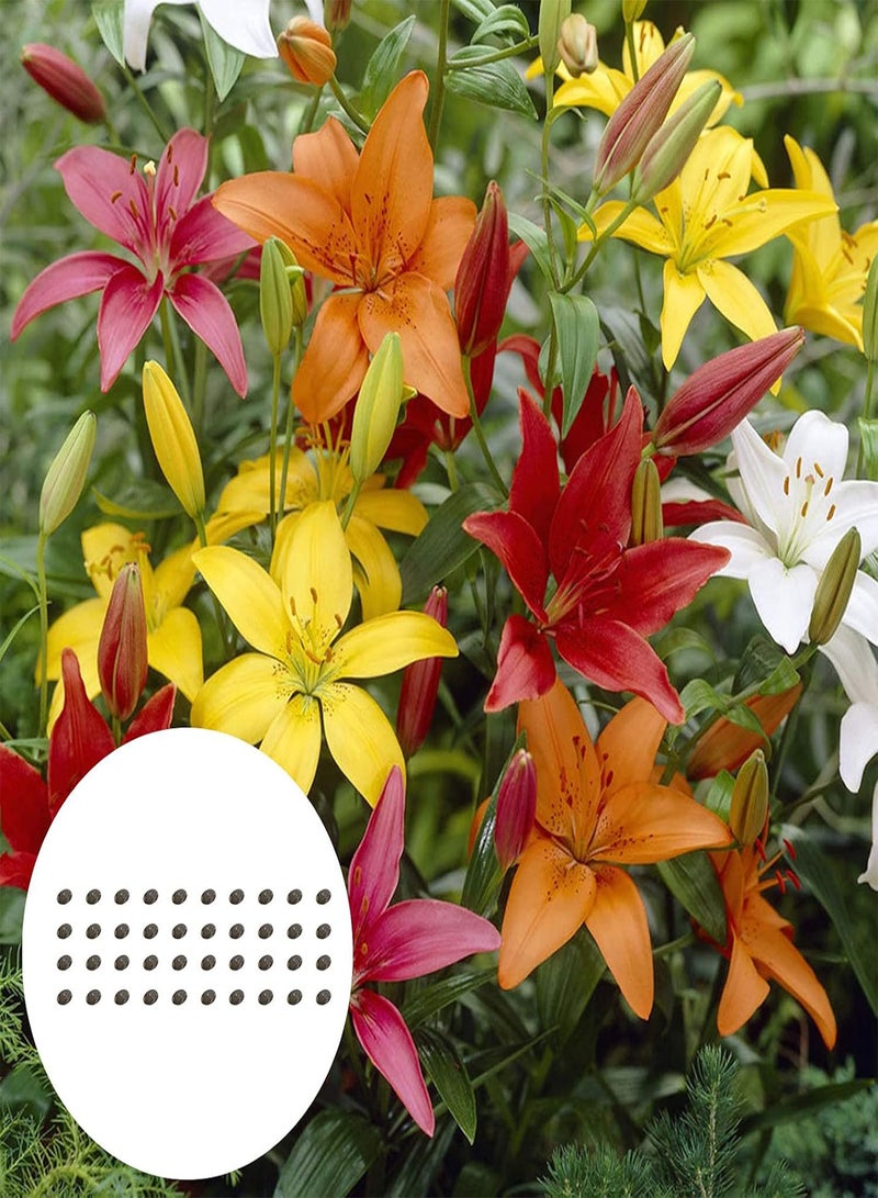 Plant Seed 1 Bag Seeds High Yield Productive Prolific Non GMO Alstroemeria Aurea Seeds for Garden - Seeds
