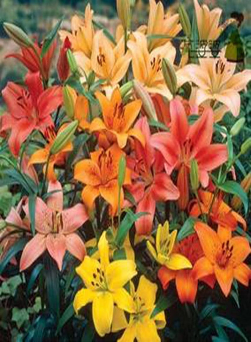 Plant Seed 1 Bag Seeds High Yield Productive Prolific Non GMO Alstroemeria Aurea Seeds for Garden - Seeds