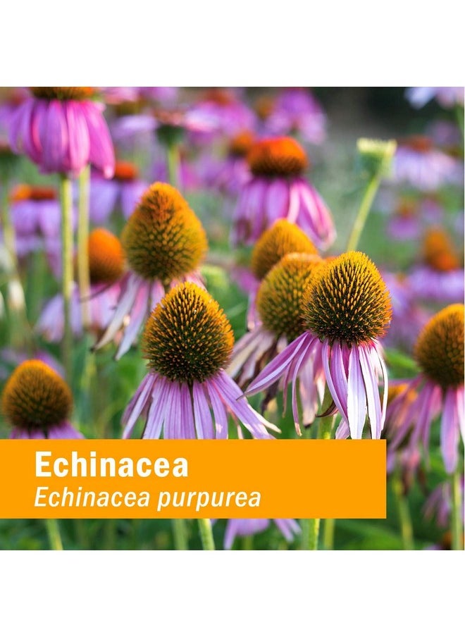 HERB PHARM Certified Organic Echinacea Root Liquid Extract For Immune System Support Alcoholfree Glycerite 1 Ounce  - Image 4