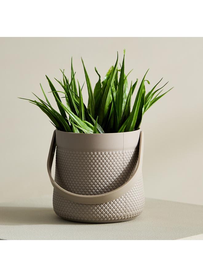 هوم بوكس نبات تاريا في وعاء مع مقبض - 11x11x18 سم - Image 2