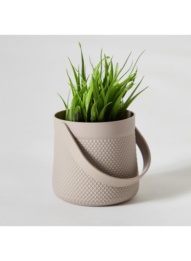 هوم بوكس نبات تاريا في وعاء مع مقبض - 11x11x18 سم - Image 5