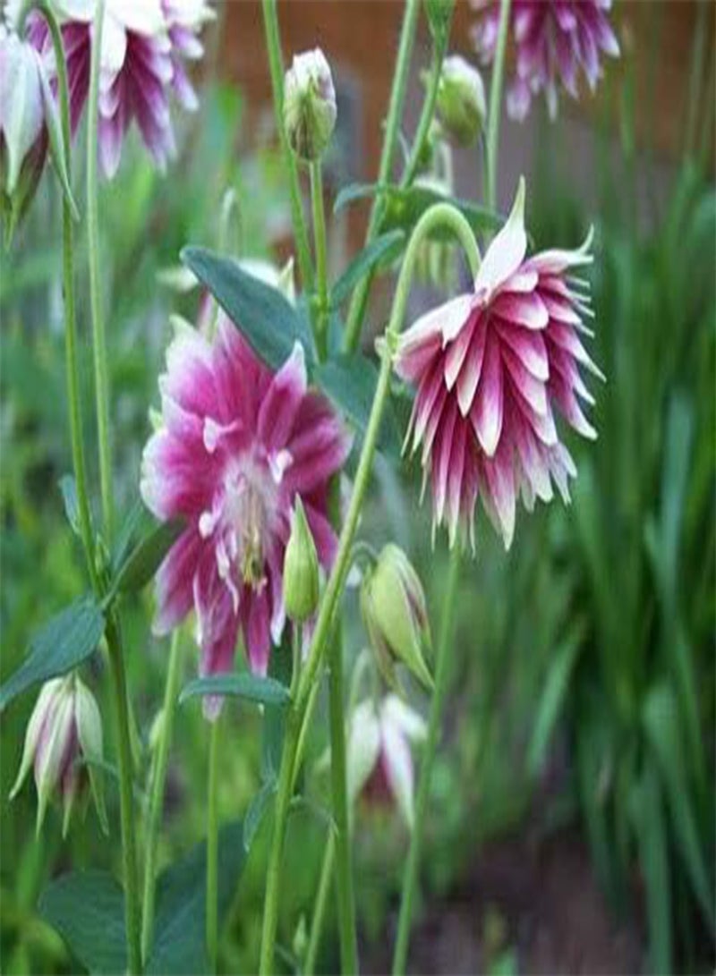 جي جوت 30 بذرة زهرة أكويلجيا الوردية - Image 2