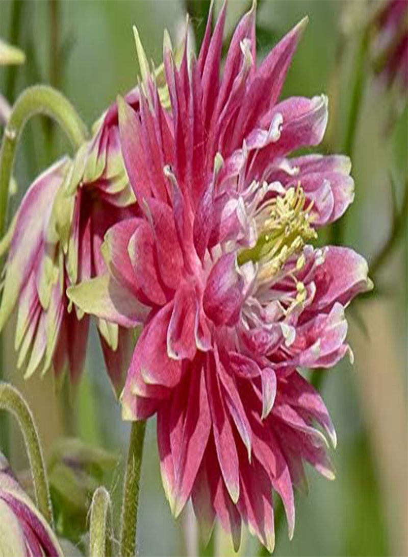 جي جوت 30 بذرة زهرة أكويلجيا الوردية - Image 1