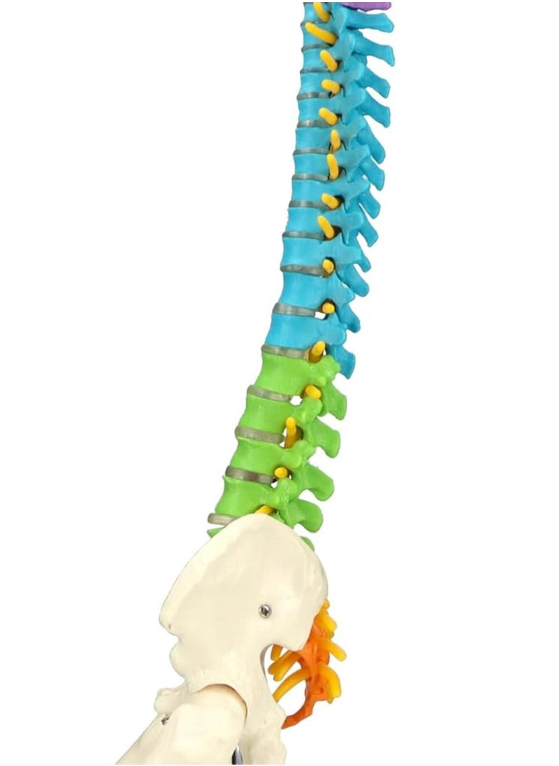 Generic - Flexible Human Spine Model with Spinal Nerves Pelvis and Thighs, Vertebral Column Anatomical Model for Medical Learning Researching Display, 45 cm / 18" - Image 1