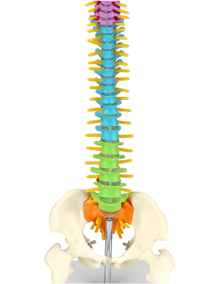 Generic - Flexible Human Spine Model with Spinal Nerves Pelvis and Thighs, Vertebral Column Anatomical Model for Medical Learning Researching Display, 45 cm / 18" - Image 1