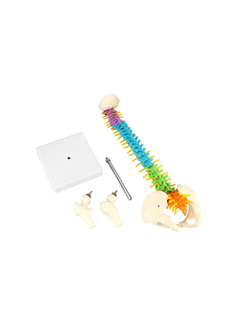 Generic - Flexible Human Spine Model with Spinal Nerves Pelvis and Thighs, Vertebral Column Anatomical Model for Medical Learning Researching Display, 45 cm / 18" - Image 1