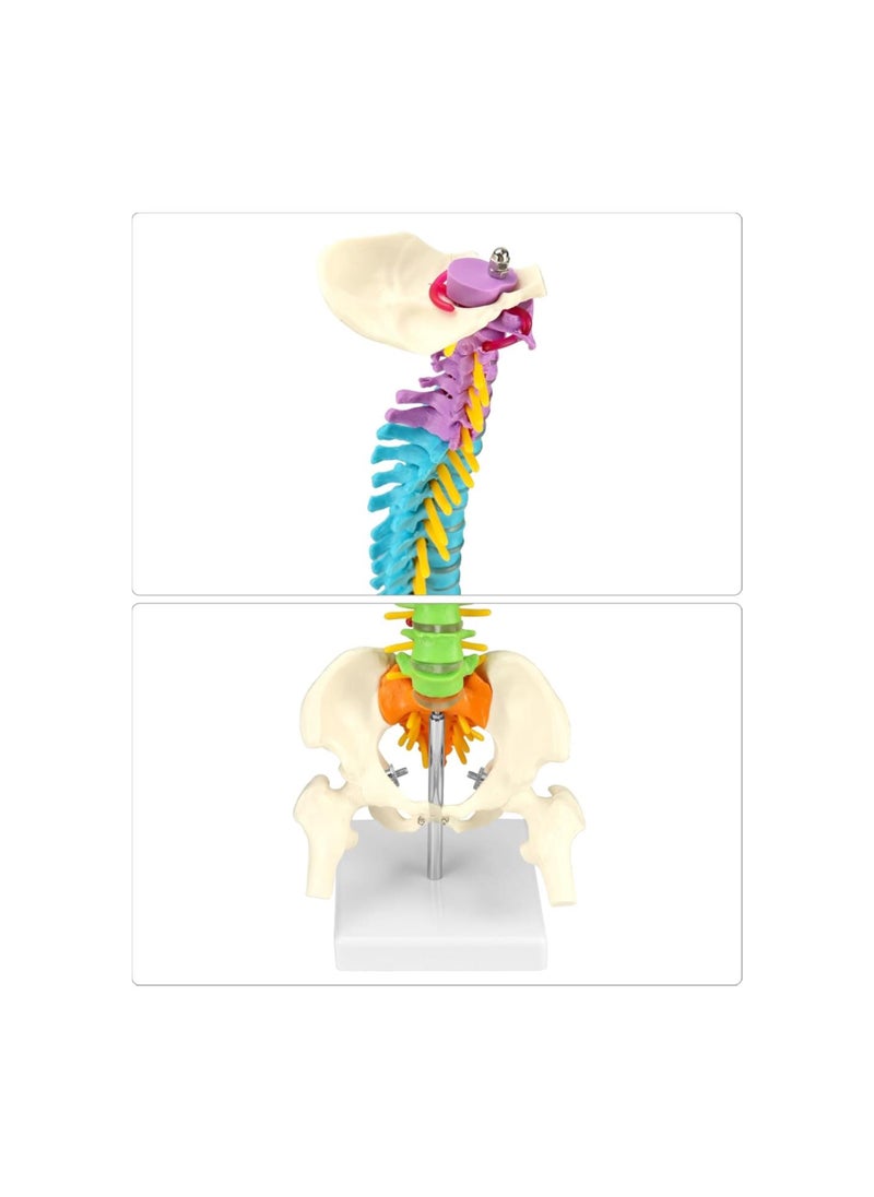 Generic - Flexible Human Spine Model with Spinal Nerves Pelvis and Thighs, Vertebral Column Anatomical Model for Medical Learning Researching Display, 45 cm / 18" - Image 1
