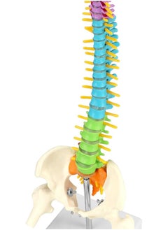 Flexible Human Spine Model with Spinal Nerves Pelvis and Thighs, Vertebral Column Anatomical Model for Medical Learning Researching Display, 45 cm / 18"