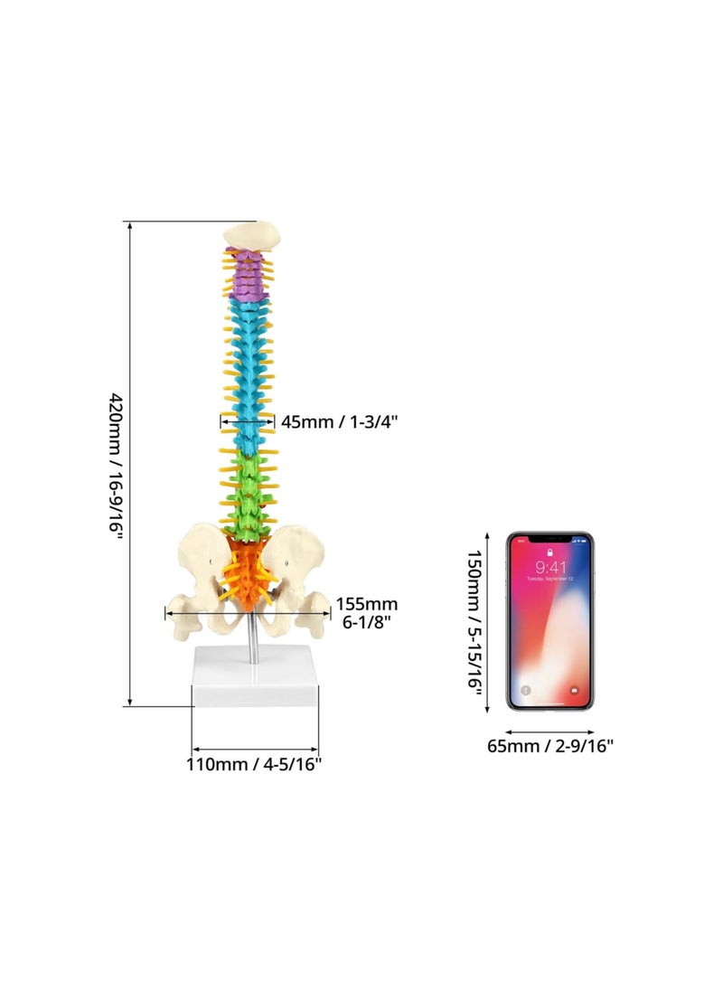 Generic - Flexible Human Spine Model with Spinal Nerves Pelvis and Thighs, Vertebral Column Anatomical Model for Medical Learning Researching Display, 45 cm / 18" - Image 1