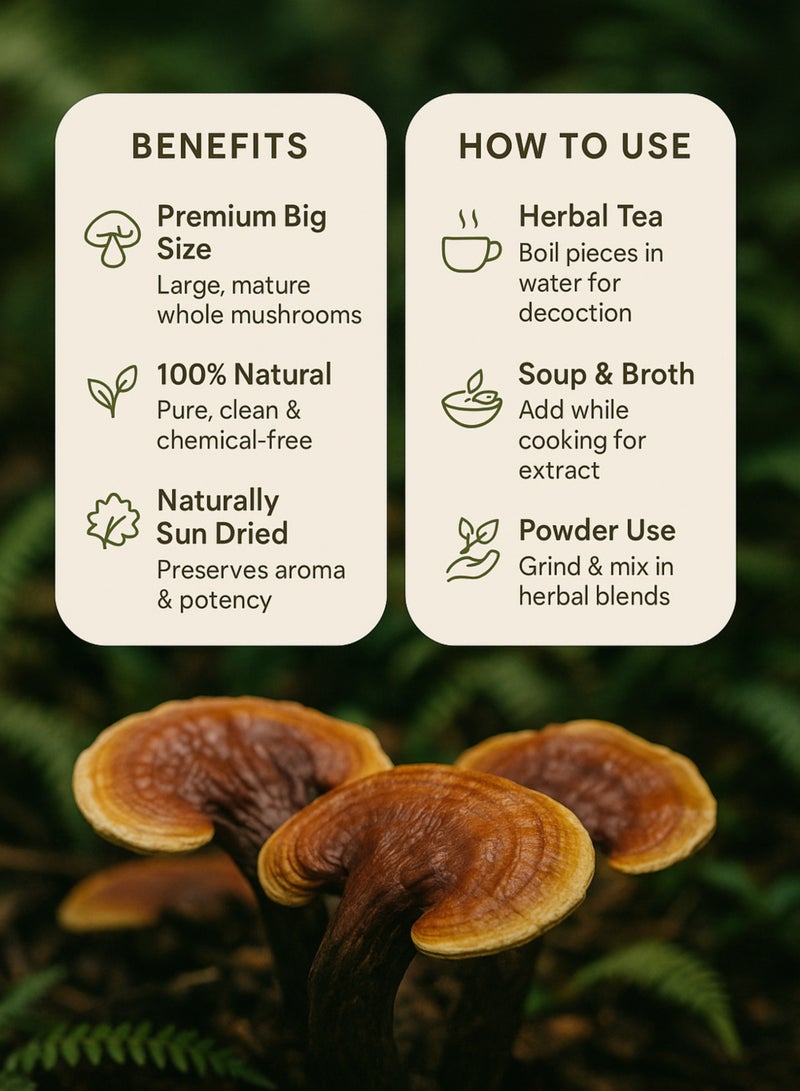 Zahr Dried Mushroom Big – Premium Whole Dried Mushroom | Natural Herbal Mushroom for Gardening, Horticulture, Potpourri & Botanical Use - Image 5