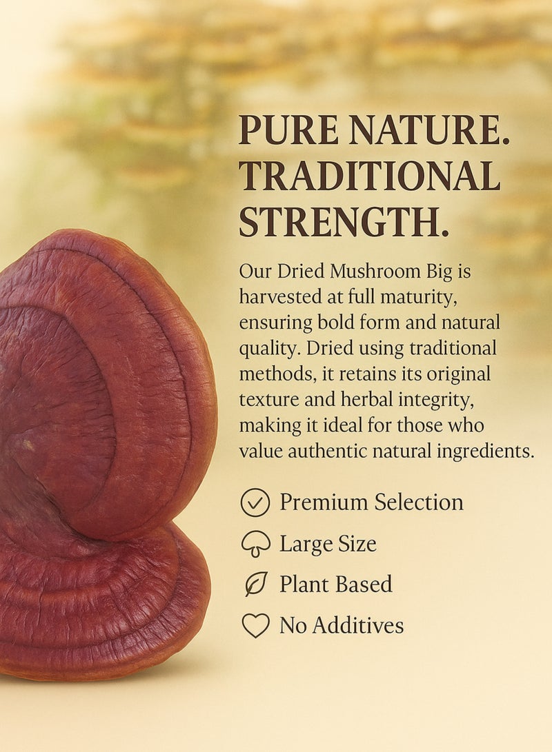 Zahr Dried Mushroom Big – Premium Whole Dried Mushroom | Natural Herbal Mushroom for Gardening, Horticulture, Potpourri & Botanical Use - Image 4