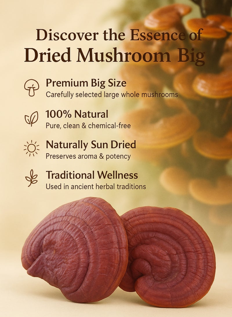 Zahr Dried Mushroom Big – Premium Whole Dried Mushroom | Natural Herbal Mushroom for Gardening, Horticulture, Potpourri & Botanical Use - Image 2