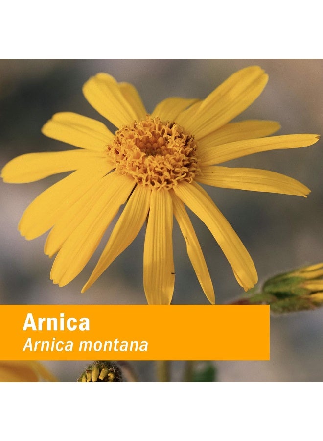 Herb Pharm Certified Organic Arnica Oil - 1oz - Image 3
