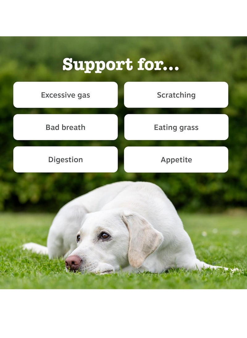 Zesty Paws - Paws Probiotics for Dogs Supports Gut and Digestive Health Probiotic Supplements for Digestive Care and Digestive Treats Dog Probiotics for Gut Health Supplements 90 Pcs - Image 1