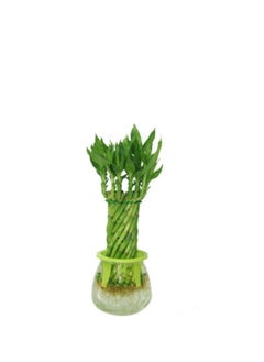 Spiral Lucky Bamboo 20-30 CM Fresh Indoor Plants | Stylish Indoor Greenery for Relaxing Spaces and Brings Good Luck