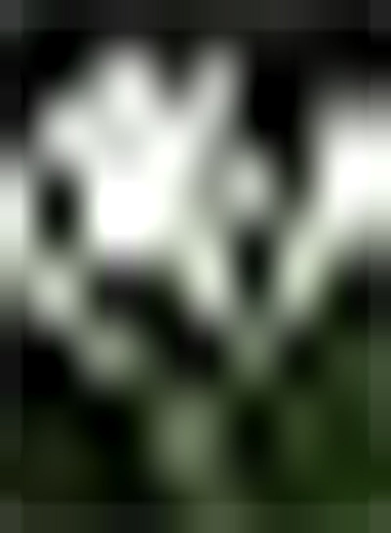 GGOOT 2pcs Amaryllis Zwiebeln Hofknollen Zierpflanzen seltene Arten grüne Geschenkblumen Amaryllis Einfach zu pflanzen Ourdoors drinnen umgebener Garten - Image 2