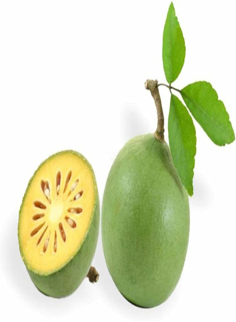 جي جوت إيجل مارميلوس - 20 بذرة، سفرجل بنغالي، تفاح خشبي، بايل - Image 2