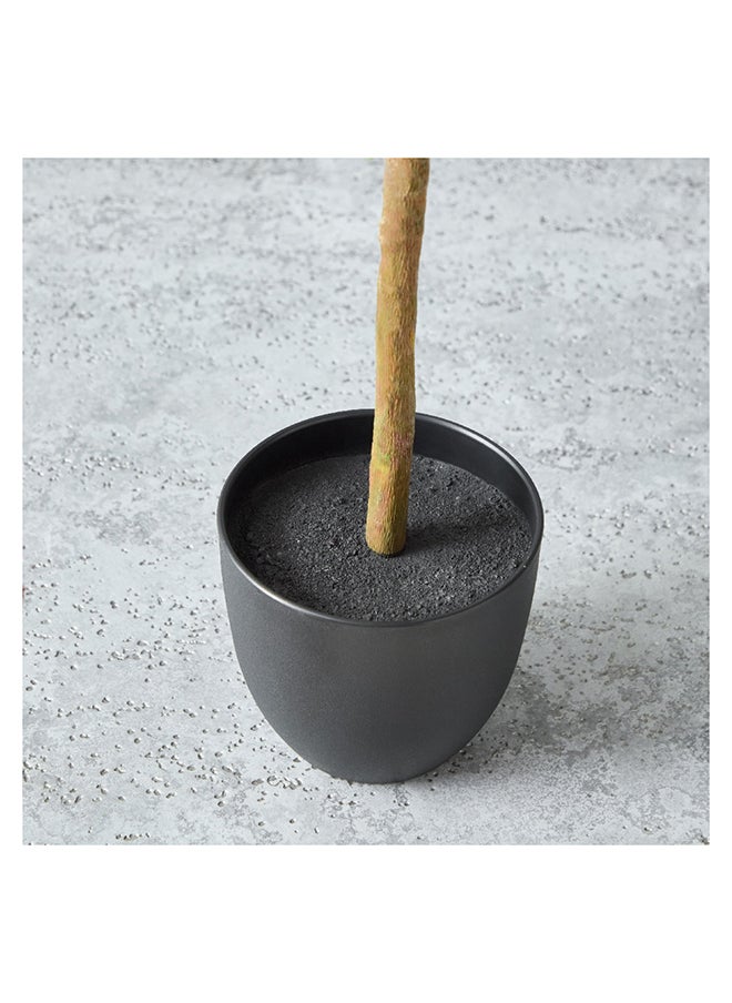 Home Box - Alicia Lemon Tree with Pot 45 x 90 x 39 cm - Image 1