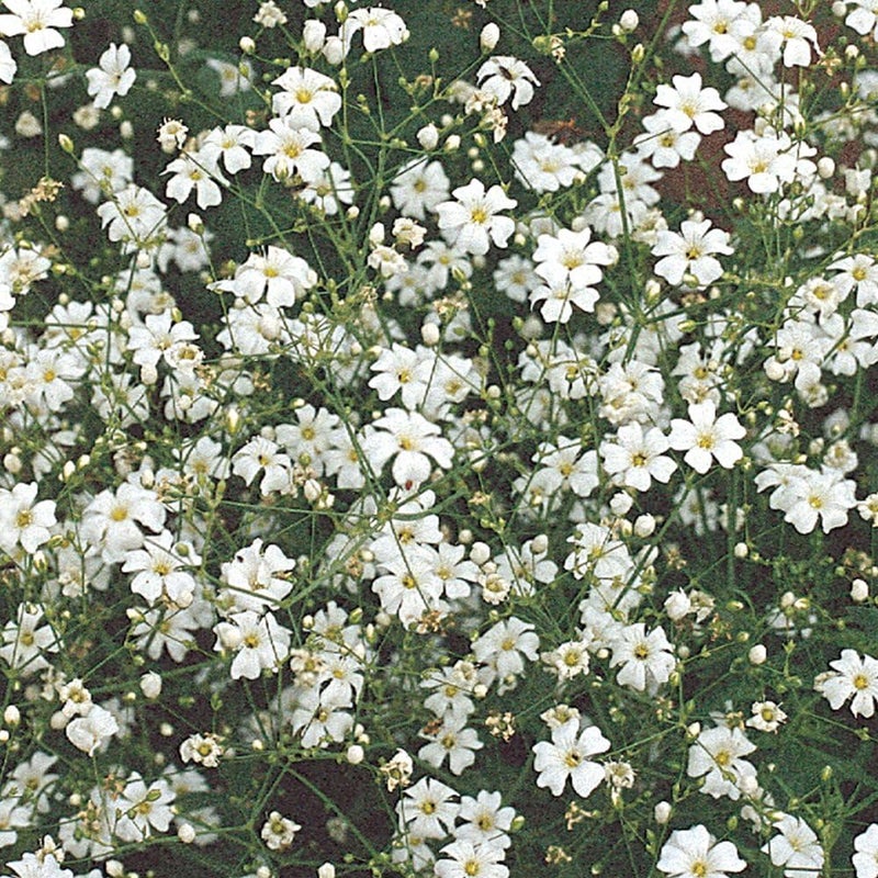 Burpee Covent Garden White Babys Breath Seeds 800 seeds - Image 1