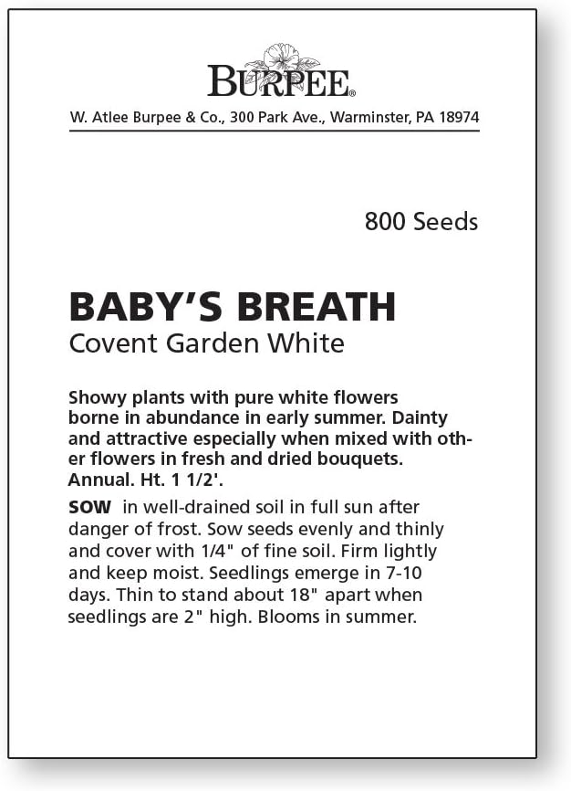 Burpee Covent Garden White Babys Breath Seeds 800 seeds - Image 2