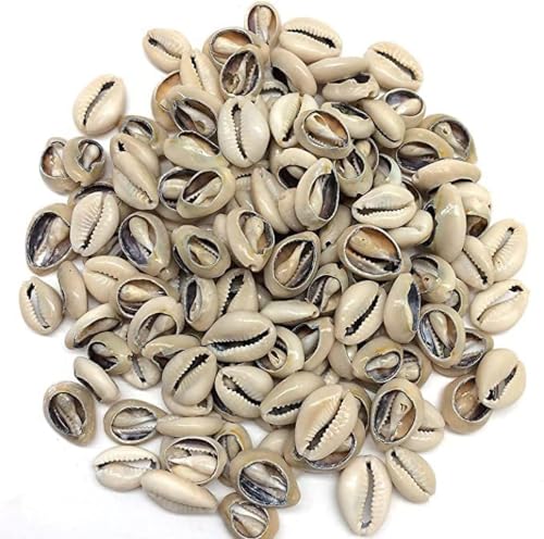 Dwuww 100 Pcs White and Lvory Natural Cowrie Shells Beads Oval Beach Seashells African for Hair Jewelry Making Sea Shells for CraftingDIY Craft Beads and Bead Assortments - Image 1