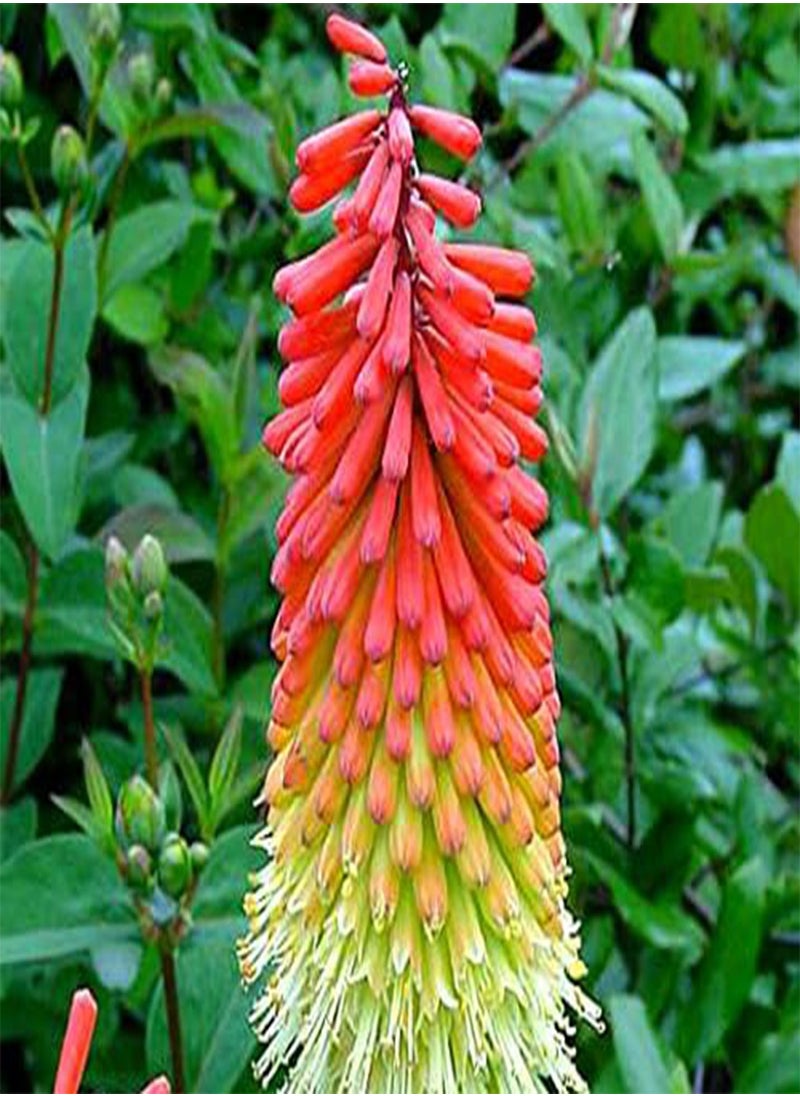 GGOOT RED HOT Poker Torch Lily Kniphofia Uvaria Royal Castle - 20 (PKD) Seeds 