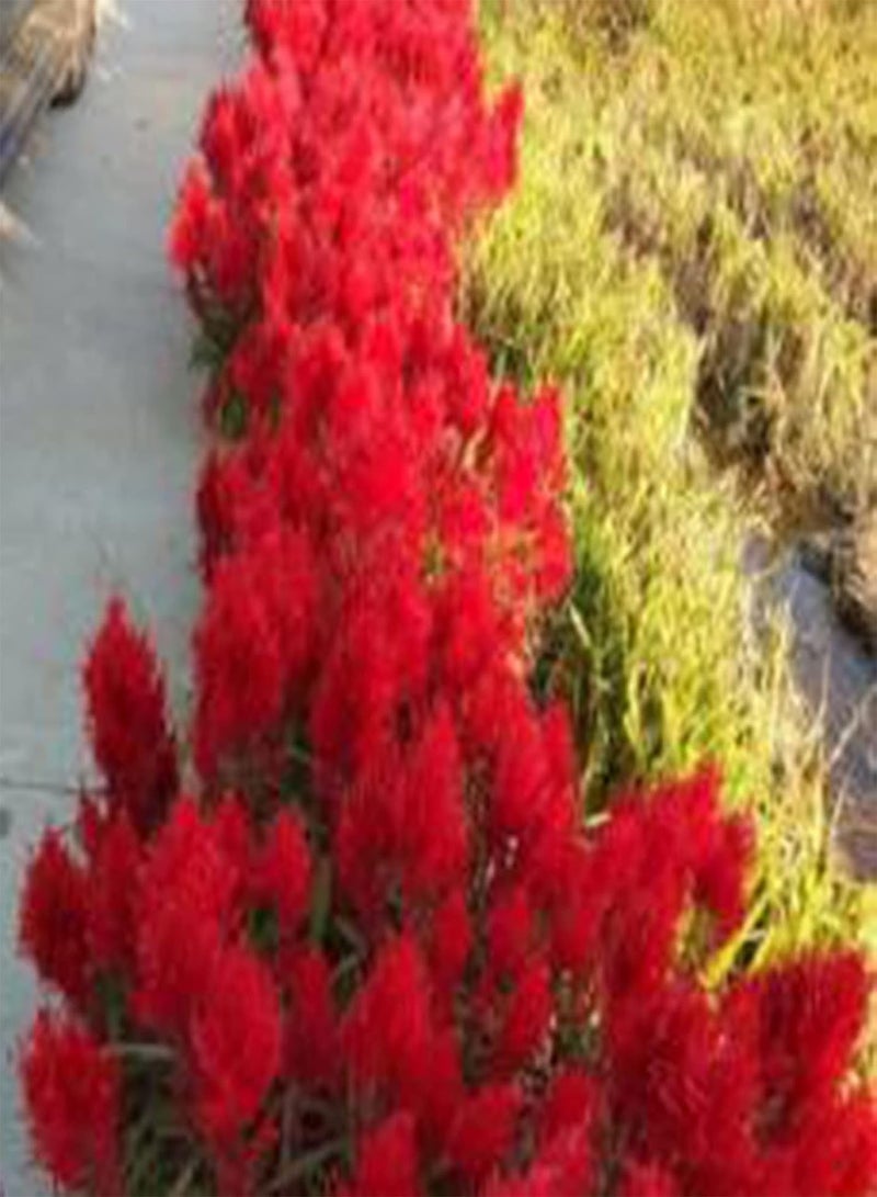 جي جوت 50 قطعة من بذور سيلوسيا أرجينتيا بلوموسا متعددة الألوان - بذور زهور القرع للحديقة، سهلة النمو لزراعة بذور الفناء المنزلي - Image 5