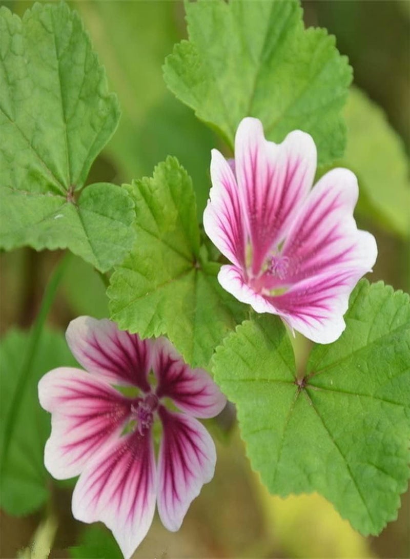 جي جوت 100 قطعة من بذور الخطمي، زهور مبتدئة مزروعة على شرفات داخلية وخارجية، سهلة العناية، تخلق منظرًا طبيعيًا جميلًا للحديقة - Image 2