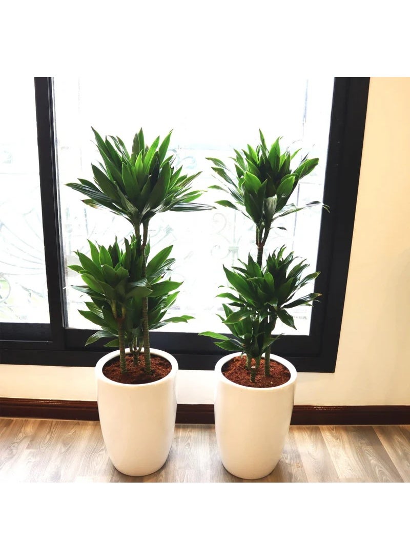 Dracaena Fragrans  Janet Craig Indoor Plant Bundle (2x 100-110cm) | Tall Green Foliage Plants for Office & Home Décor Air Purifying, Easy Care & Low Maintenance Indoor Plant Set