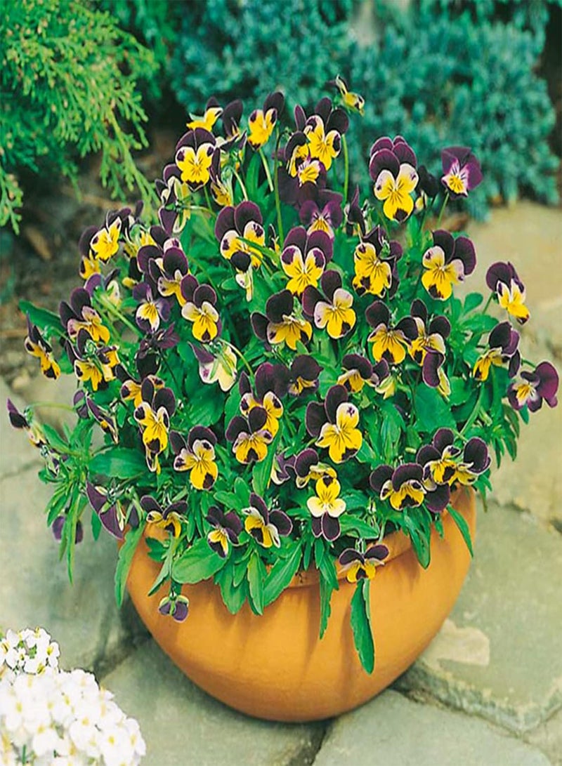 GGOOT 50 Tri Colour Johnny Jump Up Viola Seeds Wild Violet Bedding Perennial Flower UK - Image 5