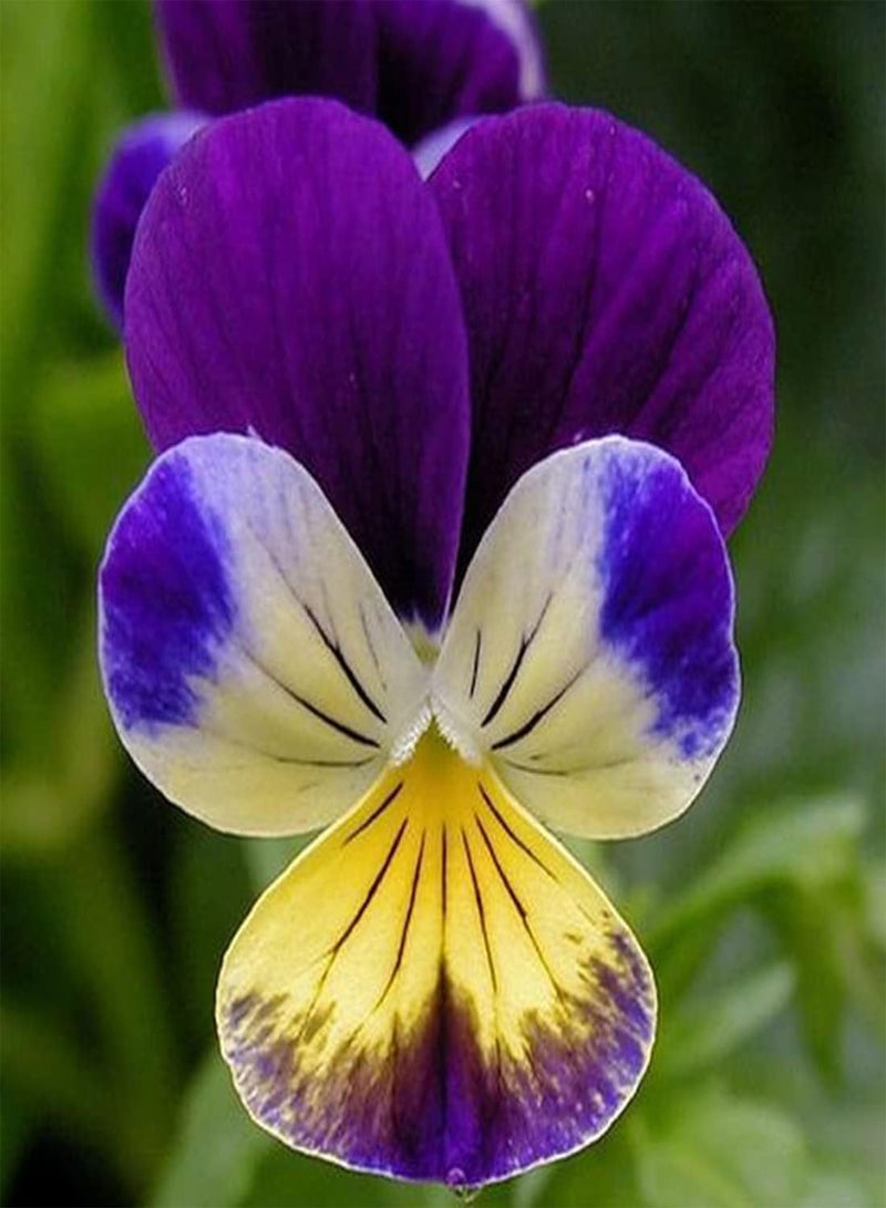 GGOOT 50 Tri Colour Johnny Jump Up Viola Seeds Wild Violet Bedding Perennial Flower UK - Image 4