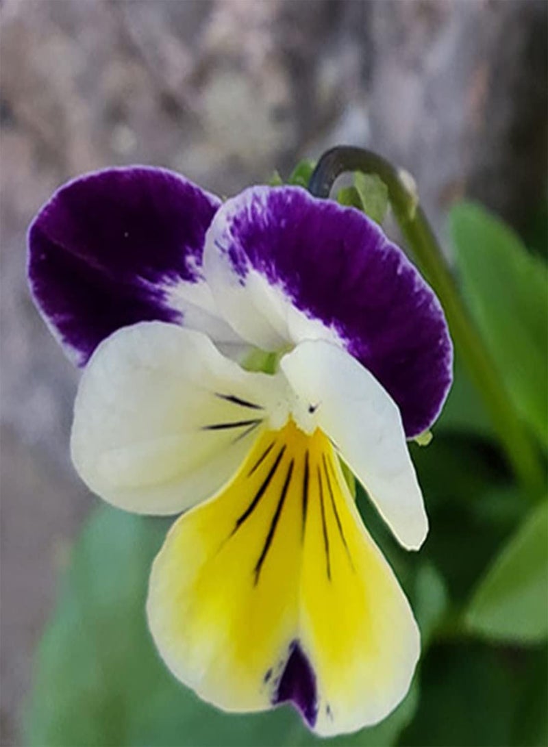 GGOOT 50 Tri Colour Johnny Jump Up Viola Seeds Wild Violet Bedding Perennial Flower UK - Image 3