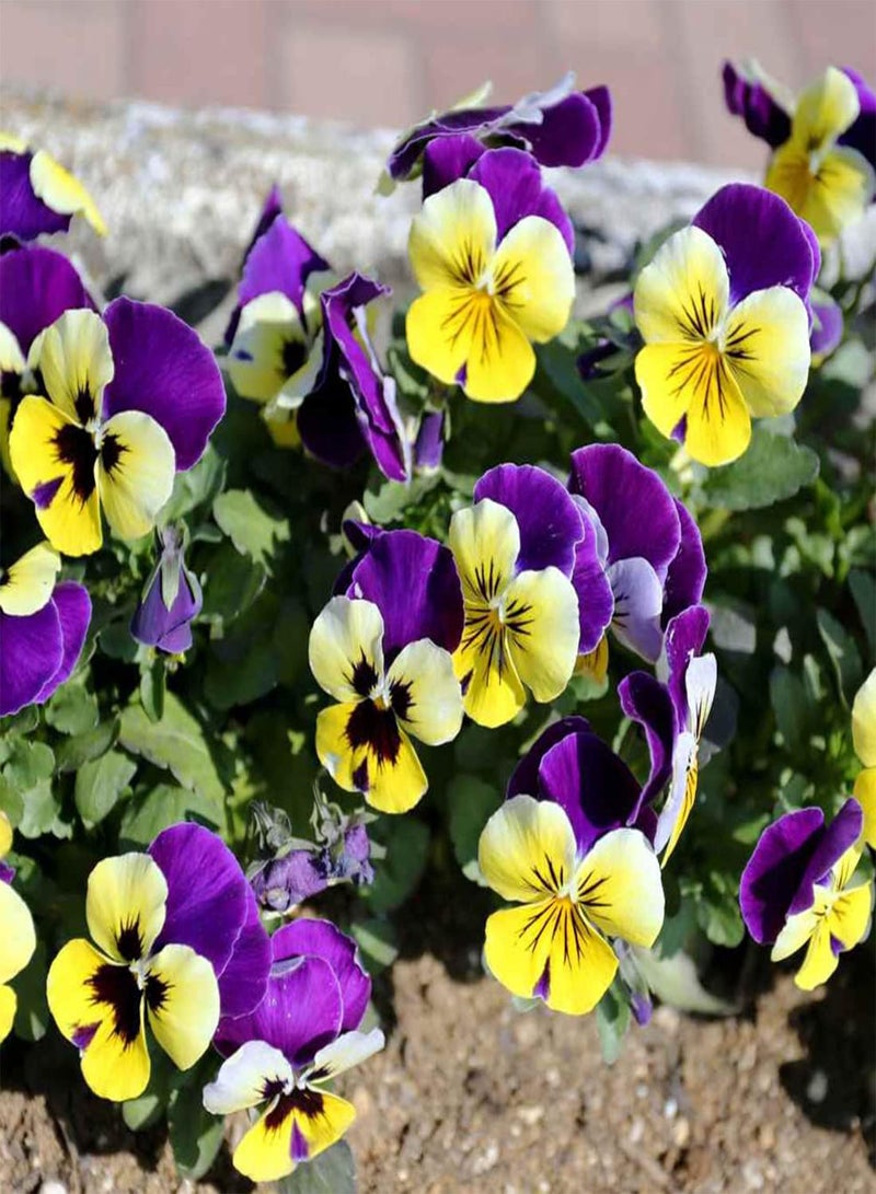 GGOOT 50 Tri Colour Johnny Jump Up Viola Seeds Wild Violet Bedding Perennial Flower UK - Image 2