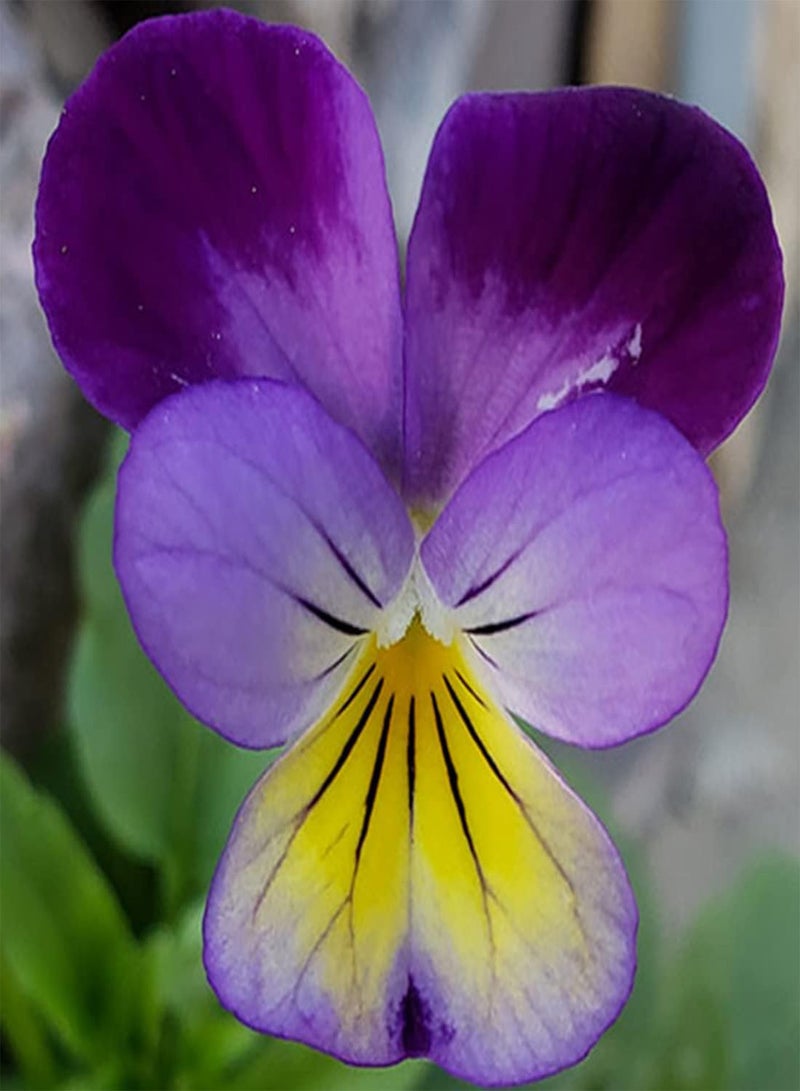 GGOOT 50 Tri Colour Johnny Jump Up Viola Seeds Wild Violet Bedding Perennial Flower UK - Image 1
