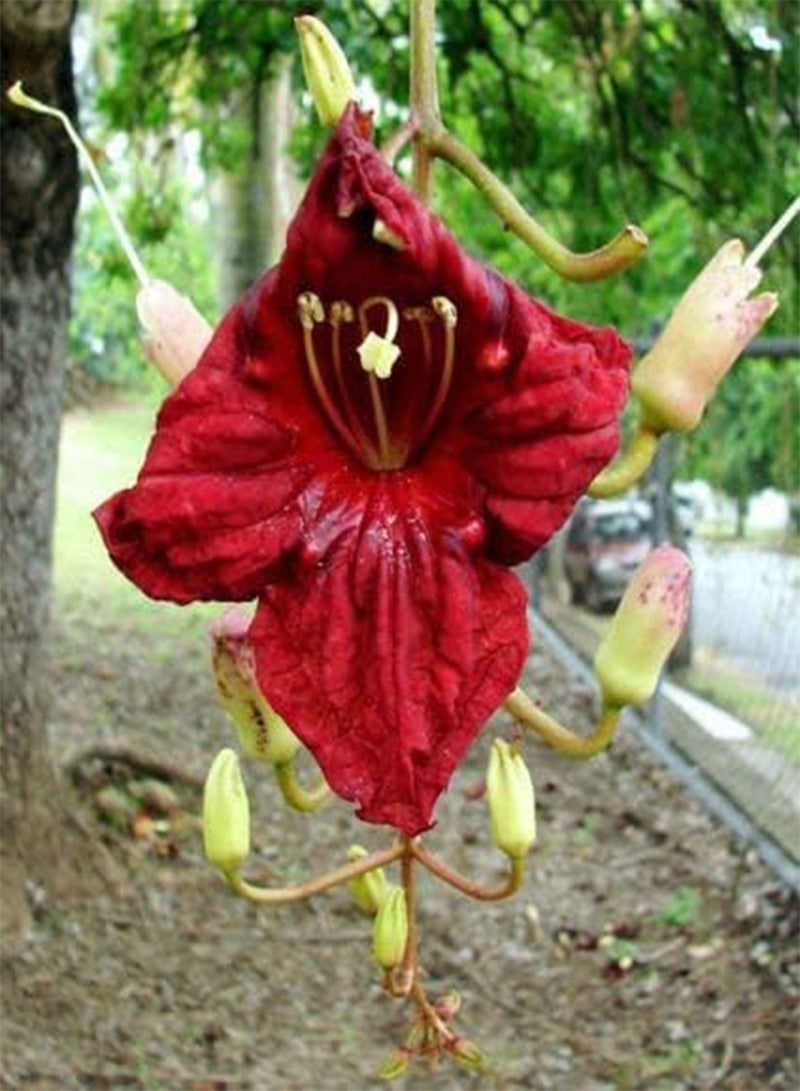 GGOOT Kigelia africana | Sausage Tree | 10_ - Image 1