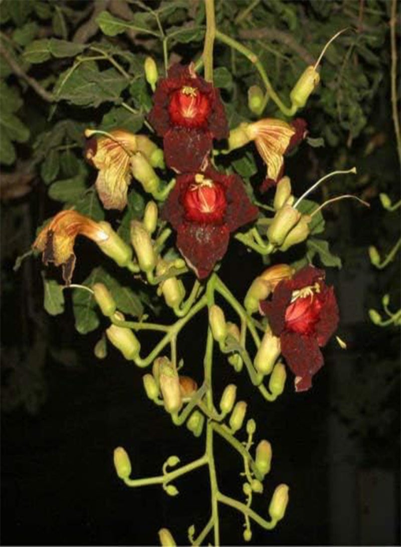 GGOOT Kigelia africana | Sausage Tree | 10_ - Image 2