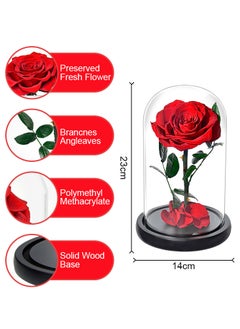 Perfii Preserved Forever Rose in Luxury Glass Dome - Eternal Flower Gift for Valentine's Day, Wedding Anniversary, and Birthday  - Image 4