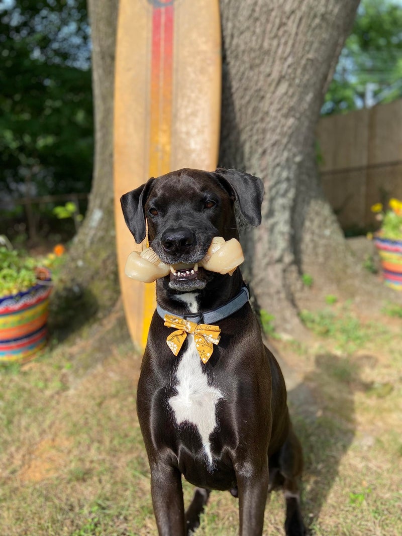 Nylabone The Original Big Chew Mega Knot Bone Power Chew Toy, Toughest Dog Toys for Aggressive Chewers, Durable Dog Toys, Chicken Flavor, X-Large - 50+ lbs (1 Count) - Image 3