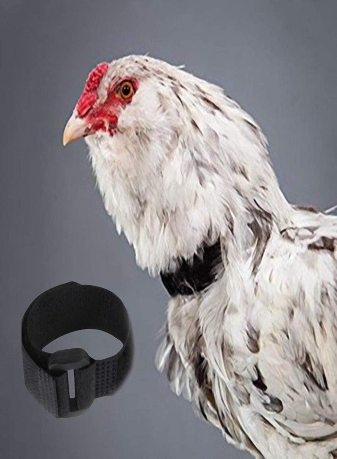 GANPUB 2Pcs Red Crow Rooster Collar, Crow Collar Rooster CollarNo Crow Noise Neck Belt for Roosters Collars, Harnesses and Leashes Nylon Prevent Chickens from Screaming Basic Dog Collars Basic Collars - Image 5