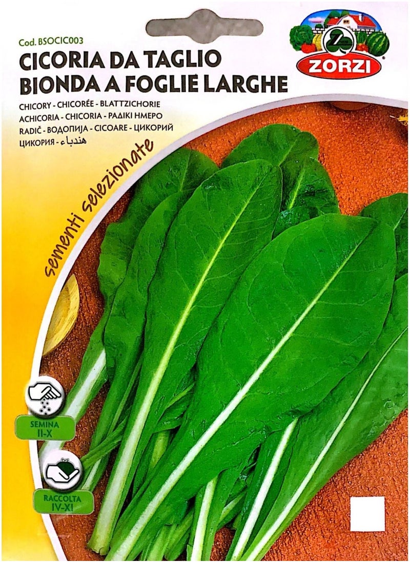 ZORZI - Cicoria Seeds - Image 1